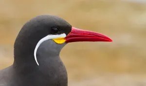 Inca Tern Imprime: Inca Tern