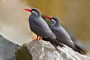 Inca Tern Imprime: Inca Tern