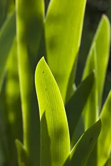 Impresión enmarcada : hoja de iris