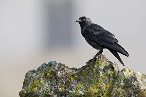 Nature Photography Italy Imprime: Jackdaw