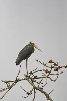 Impresión enmarcada : Javaanse Maraboe, Lesser Adjutant, Leptoptilos javanicus