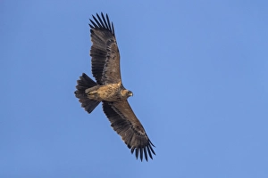 Eastern Imperial Eagle Imprime: Keizerarend, Eastern Imperial Eagle, Aquila heliaca