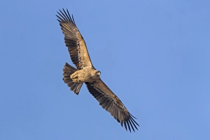 Eastern Imperial Eagle Imprime: Keizerarend, Eastern Imperial Eagle, Aquila heliaca