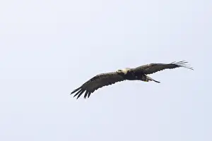 Eastern Imperial Eagle Imprime: Keizerarend, Eastern Imperial Eagle, Aquila heliaca
