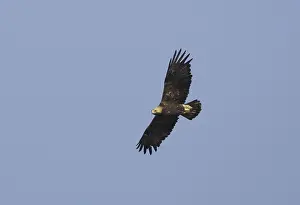 Eastern Imperial Eagle Imprime: Keizerarend, Eastern Imperial Eagle, Aquila heliaca