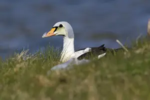 European Duck Species Imprime: King Eider