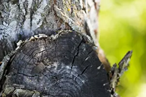 Cerambycidae Family Imprime: Lamia textor - Weaver beetle