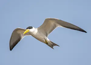 Blue Sky Bird Flight Imprime: Large-billed Tern, Phaetusa simplex