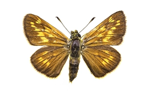 Ochlodes Sylvanus Imprime: Large Skipper, Ochlodes sylvanus