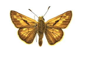 Close Up Insect Images Imprime: Large Skipper, Ochlodes sylvanus