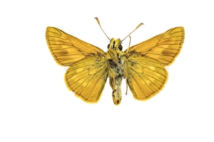European Skipper Butterflies Imprime: Large Skipper, Ochlodes sylvanus
