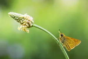 Large Skipper Butterfly Imprime: Large Skipper, Ochlodes sylvanus