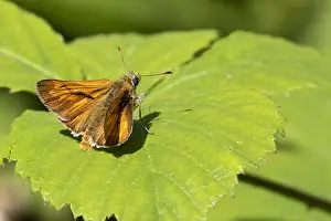 European Skipper Butterfly Imprime: Large Skipper, Ochlodes sylvanus