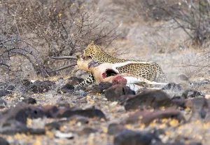 Panthera Pardus Image Imprime: Leopard, Panthera pardus