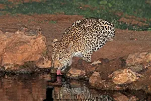 Panthera Pardus Habitat Imprime: Leopard, Panthera pardus