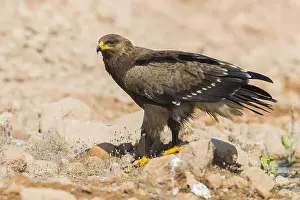 Lesser Spotted Eagle Imprime: Lesser Spotted Eagle