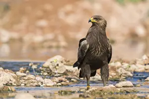 Lesser Spotted Eagle Imprime: Lesser Spotted Eagle