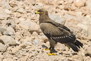 Lesser Spotted Eagle Imprime: Lesser Spotted Eagle