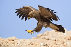 Lesser Spotted Eagle Imprime: Lesser Spotted Eagle