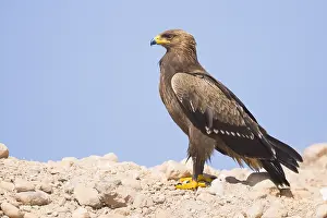Accipitridae Family Imprime: Lesser Spotted Eagle