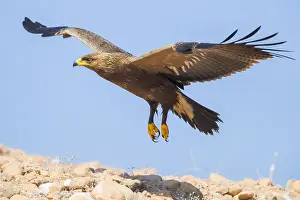 Lesser Spotted Eagle Imprime: Lesser Spotted Eagle