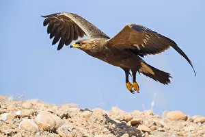 Lesser Spotted Eagle Imprime: Lesser Spotted Eagle