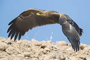 Lesser Spotted Eagle Imprime: Lesser Spotted Eagle