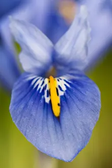 Iris Flower Close Up Imprime: Lis, Iris