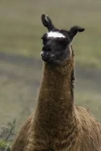 Llama Portrait Imprime: Llama