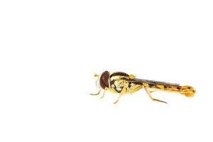 European Hoverflies Imprime: Long hoverfly, Sphaerophoria scripta