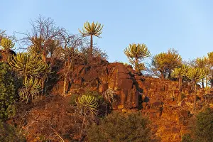 Botswana Landscape Photography Imprime: Low angle view of cliffs lined with strange trees