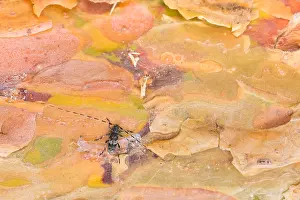 Wildlife In Russia Imprime: Macro image of an insect