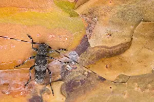 Wildlife Macro Photography Imprime: Macro image of an insect