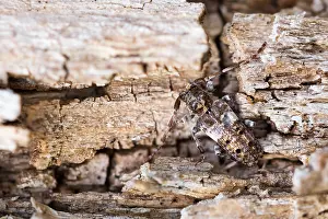 Macro Insect Images Imprime: Macro image of an insect