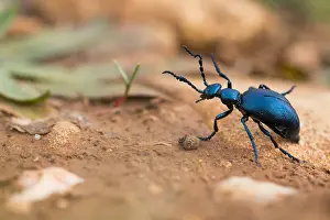 Macro Insect Images Imprime: Macro image of an insect