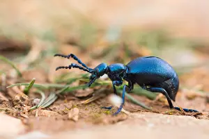 Macro Insect Images Imprime: Macro image of an insect