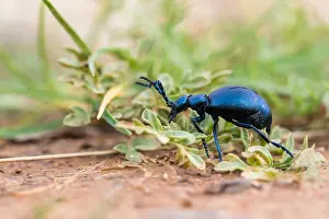 Macro Insect Images Imprime: Macro image of an insect