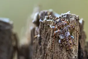 Macro Insect Images Imprime: Macro image of an insect