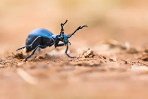Macro Insect Images Imprime: Macro image of an insect