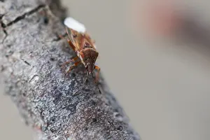 Macro Insect Images Imprime: Macro image of an insect