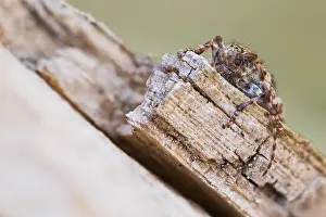 Macro Insect Images Imprime: Macro image of an insect