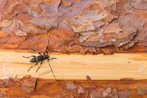 Russian Nature Photography Imprime: Macro image of an insect