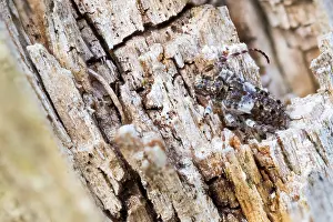 Macro Insect Images Imprime: Macro image of an insect