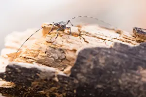 Russian Nature Photography Imprime: Macro image of an insect