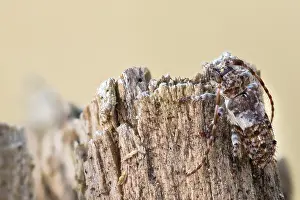 Pogonocherus Fasciculatus Imprime: Macro image of an insect