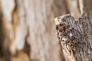 Macro Insect Images Imprime: Macro image of an insect