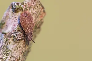 German Macro Photography Imprime: Macro image of an insect in Germany