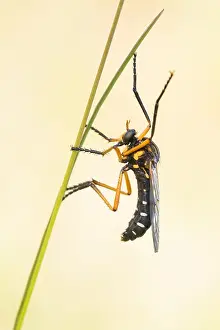 Macro Photography Of Insects Imprime: Macro image of an insect in Germany
