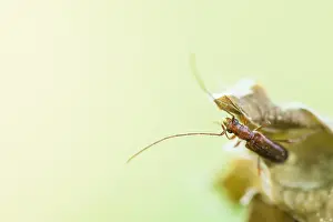 Nature Photography In Germany Imprime: Macro image of an insect in Germany