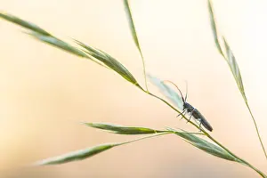 German Flora And Fauna Images Imprime: Macro image of an insect in Germany